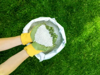 lawn-fertilization-services