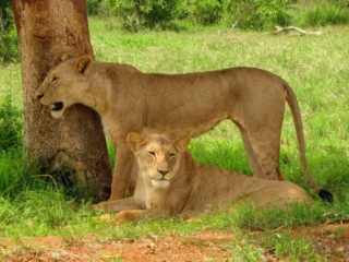 lions