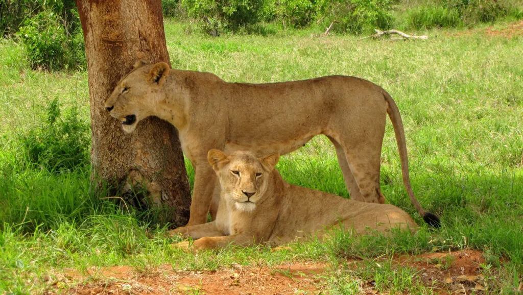 Top 5 Facts About Tourism On Tanzania Safaris