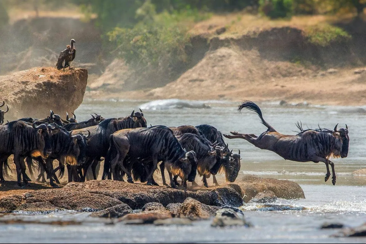Best Great Migration Experience Between Kenya and Tanzania Safaris