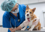 Full Range Veterinary Services | Chatswood Veterinary Clinic Sydney
