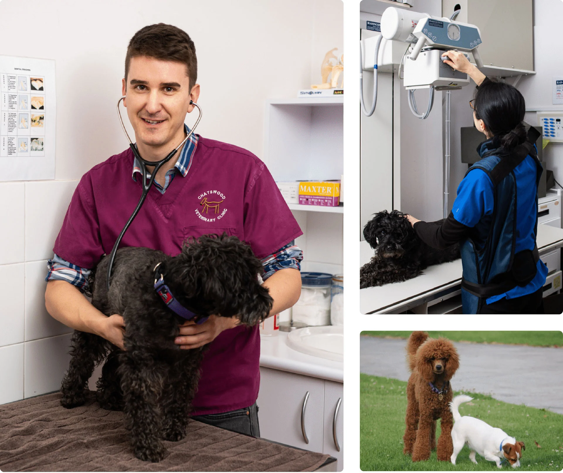 Full Range Veterinary Services | Chatswood Veterinary Clinic Sydney