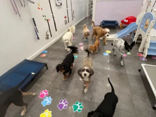 imageye___-_imgi_166_prioritizing-safety-dog-daycare-protocols-urban-environments-scaled.jpg