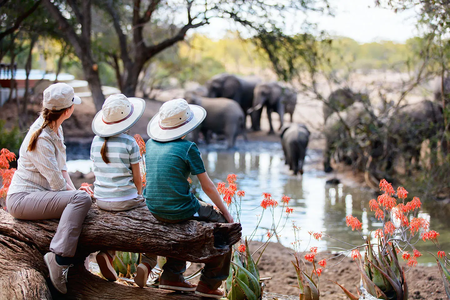 Where Can I See the Big Five on a Safari South Africa?