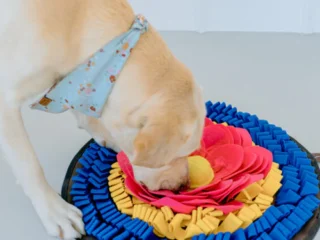 canine_enrichment_a9ba9736-cb27-43ad-9584-e7ce428c93cd
